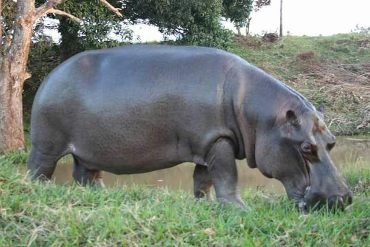  Personal de la Procuraduría Federal de Protección al Ambiente (Profepa) capturó en el municipio de Las Choapas al hipopótamo Tyson y lo reubicó a la Unidad de Manejo Ambiental (UMA) “Citlaltépetl” en Orizaba, Veracruz. (ARCHIVO)
