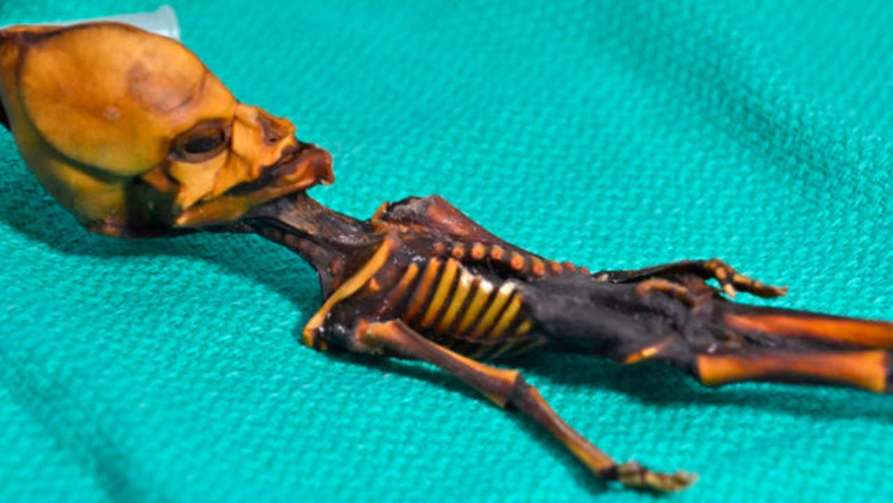 El esqueleto llegó al mercado negro de hallazgos arqueológicos y posteriormente acabó en manos de un coleccionista en España que pensó que podrían ser los restos de un ser extraterrestre. (ESPECIAL)