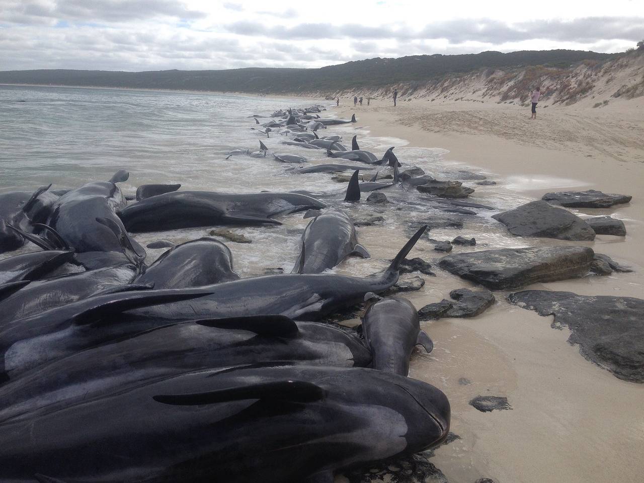Las ballenas llegaron a una playa de la bahía Hamelin.