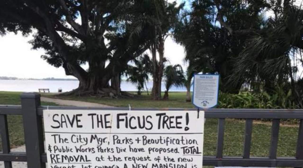 En un cartel colocado sobre una valla del parque público se puede leer: '¡Salvemos el ficus!'. (ESPECIAL)