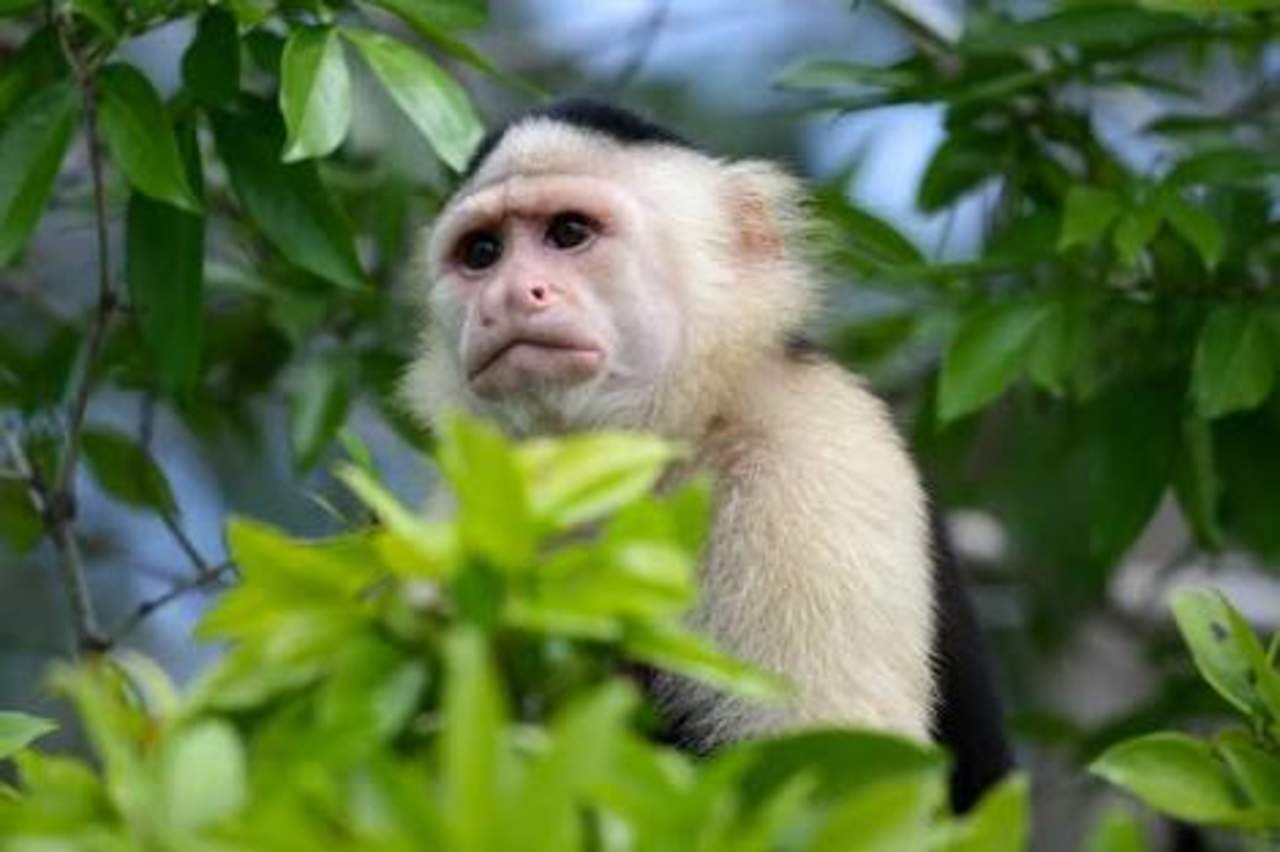 Esta mañana, casi a las 8:00 horas, a través de la frecuencia de radio se reportó el avistamiento de un mono en un árbol de Paseo de la Reforma y Castillo de Chapultepec, por lo que de inmediato policías de la ciudad se dirigieron al lugar. (ESPECIAL)