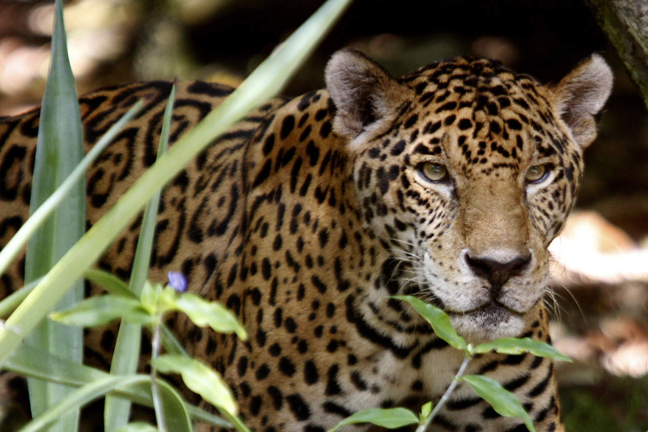 La Procuraduría Federal de Protección al Ambiente (Profepa) recaba la información necesaria para dar con el resposable de la muerte de un jaguar, hallado en el tramo carretero Tulum-Coba, en Quintana Roo. (ARCHIVO)