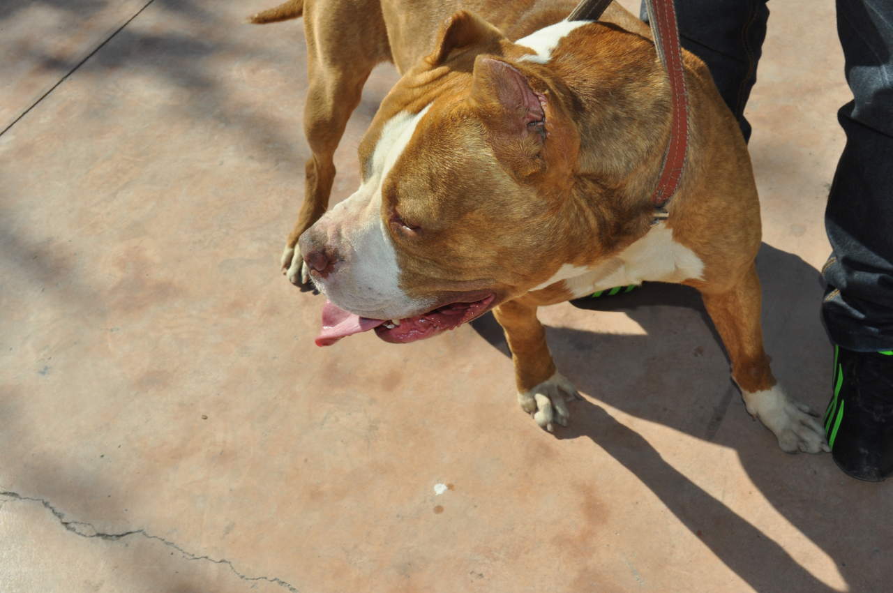 El pasado miércoles María Ramos de 55 años de edad fue atacada por un perro en la colonia Vista Hermosa, no obstante, tras la agresión fue ingresada al hospital. (FOTO ILUSTRATIVA)
