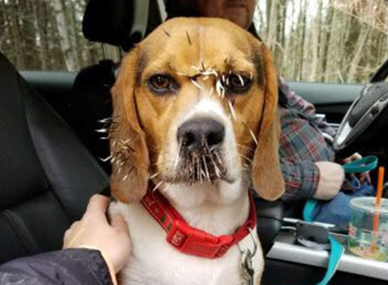 Encontraron al perro con varias espinas en la cara. (INTERNET)
