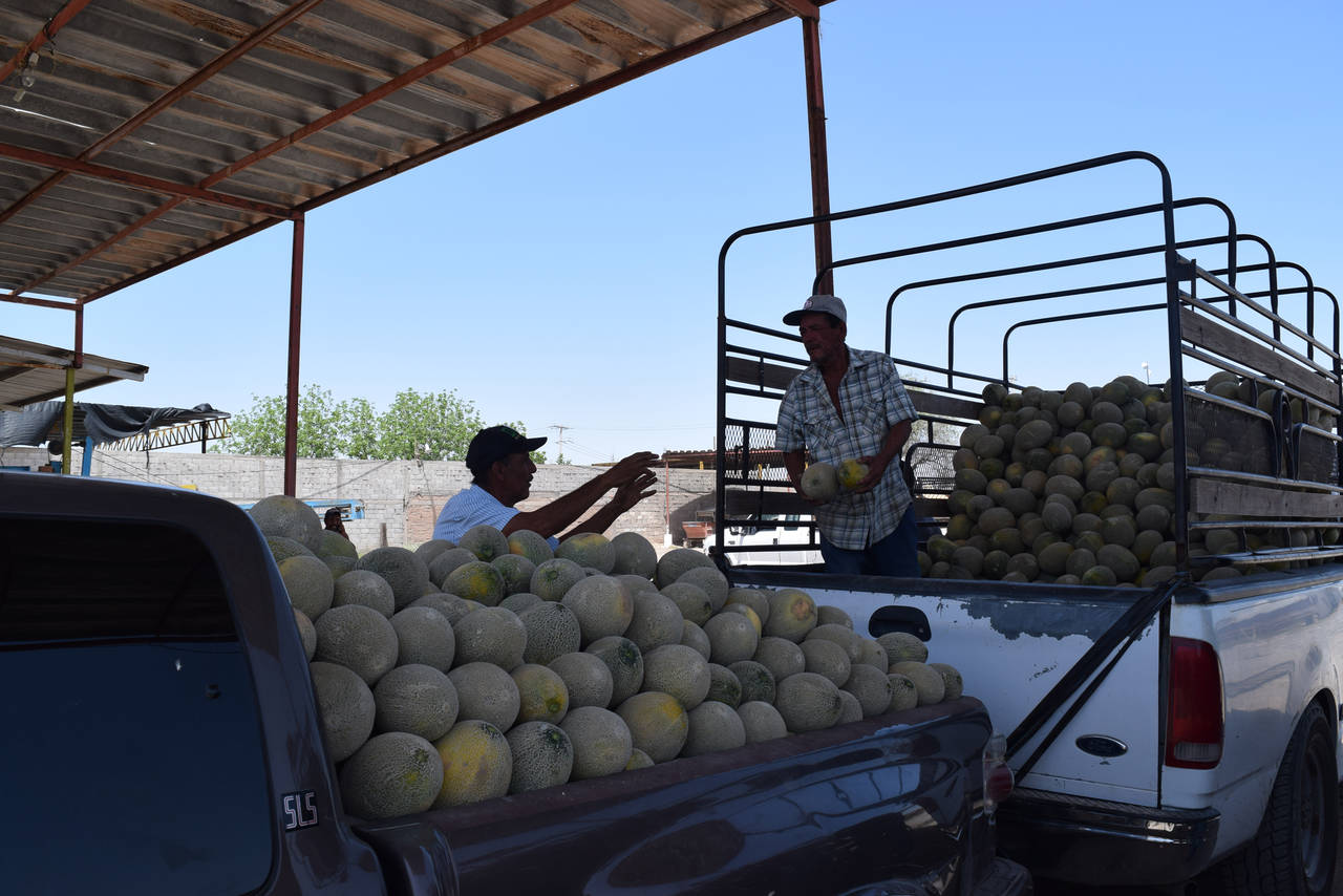 Actividad. Ayer los productores empezaron a llevar sus primeras cosechas de melón para venderlas. (EL SIGLO DE TORREÓN/MARY VÁZQUEZ)