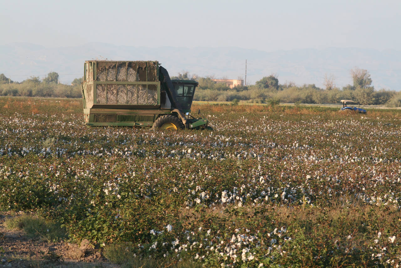 Plagas. Buscan poder definir de forma conjunta los compromisos en La Laguna para el combate de las plagas que afectan el cultivo. (EL SIGLO DE TORREÓN)