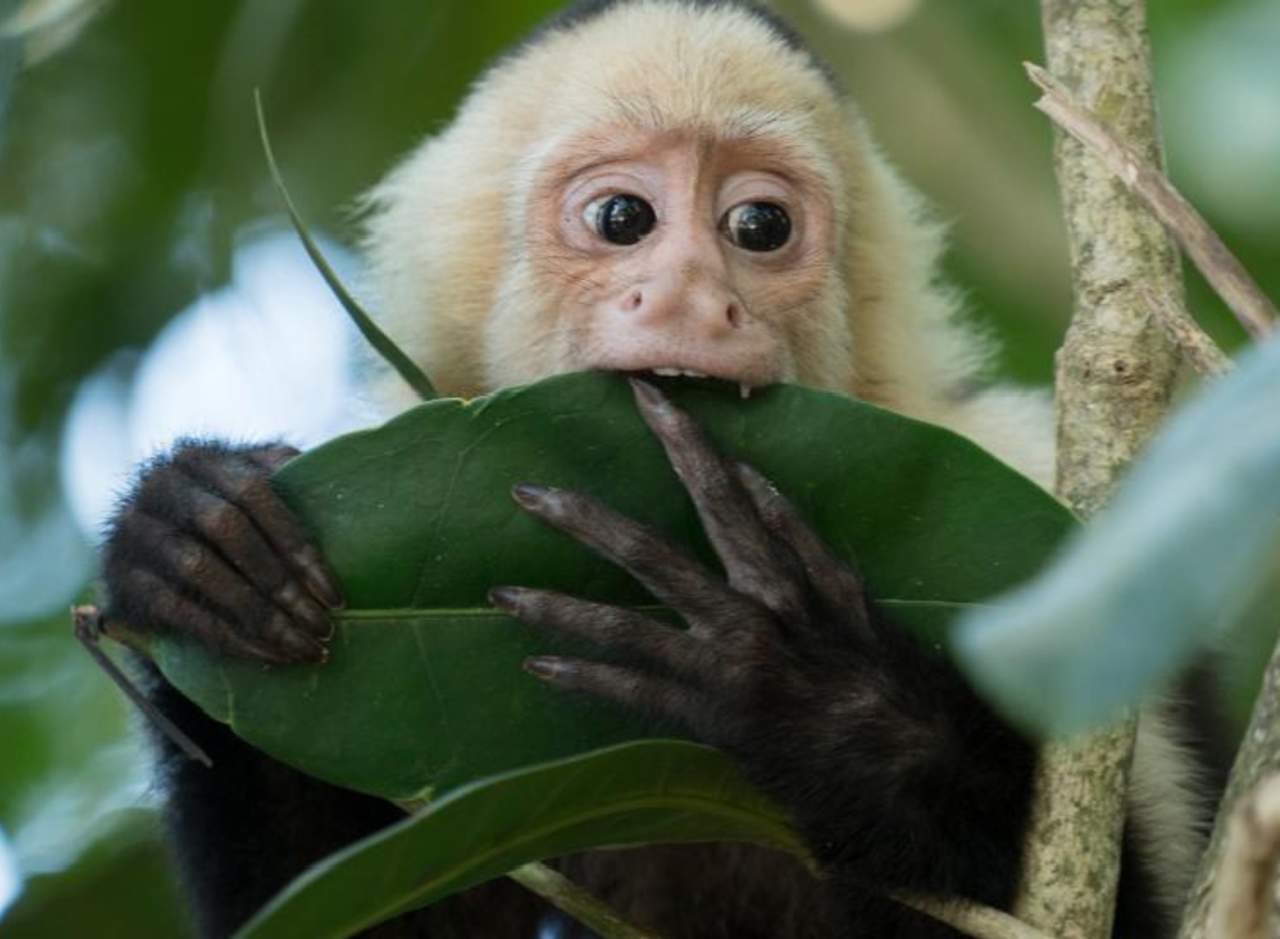 En algunos países como España o Chile, tener primates como éste está prohibido. (INTERNET)