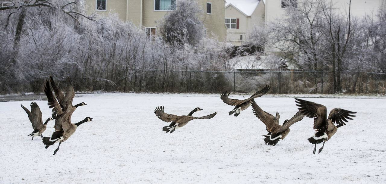 Confusión. Una bandada de gansos toman vuelo sobre un hielo y nieve en un campo de Round Lake Heights. (EFE)