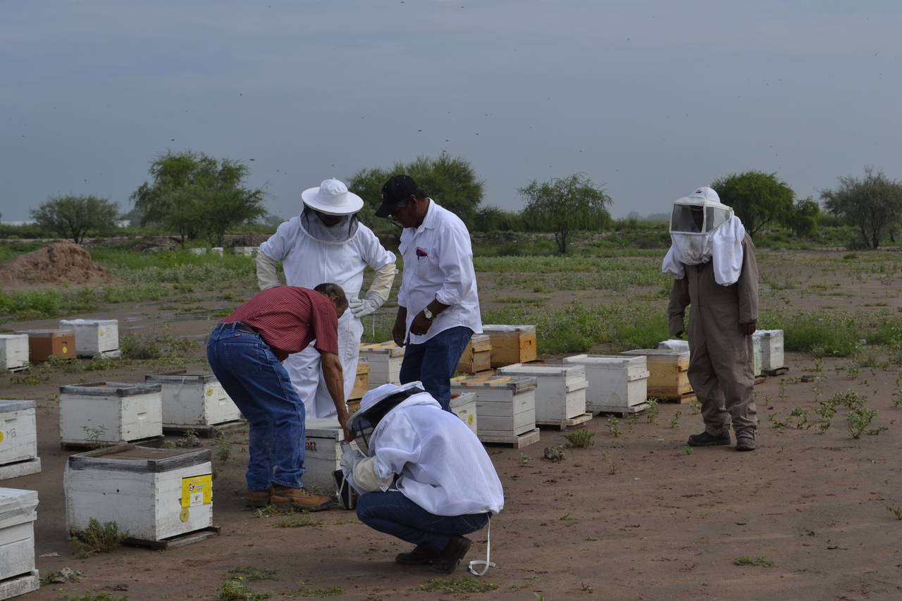 Producción. Esperan apicultores que este año se incremente la cantidad de miel en las colmenas laguneras. (EL SIGLO DE TORREÓN)