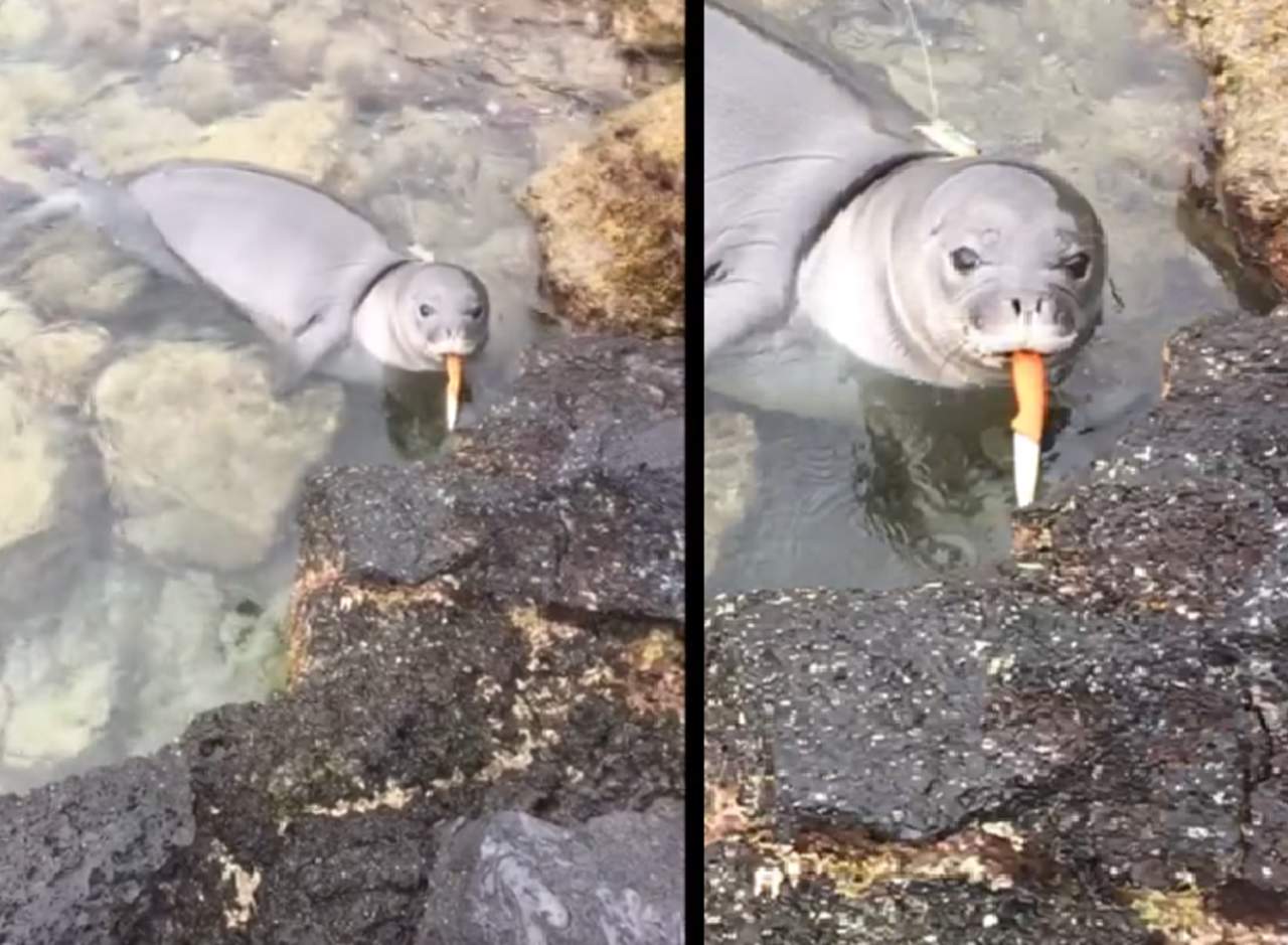 Se temía que la foca se tragar el cuchillo, afortunadamente no fue así y más tarde se removió el objeto del mar. (INTERNET)