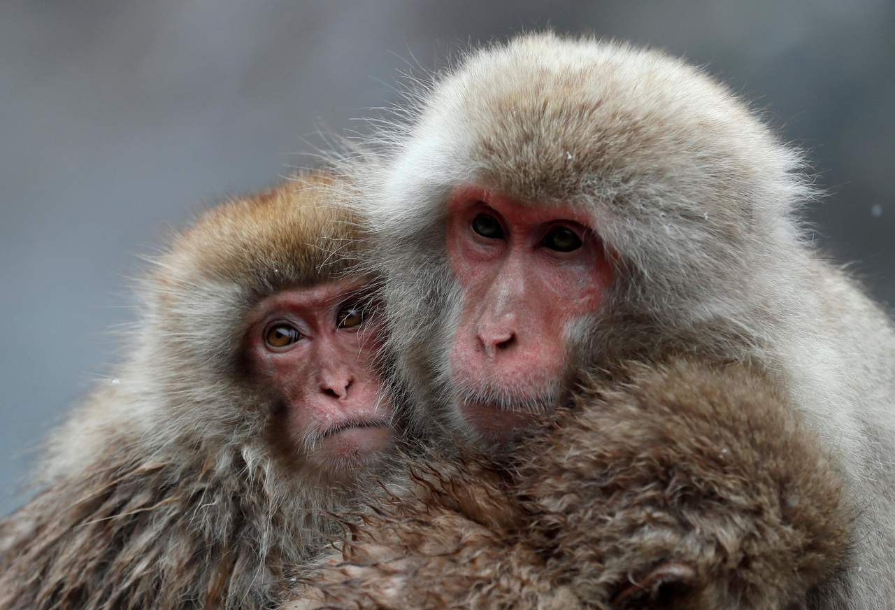Constataron que las 'infusiones individuales' de cada 'bNAbs' en dos grupos compuestos por seis simios cada uno, ofrecieron una protección de hasta 37 semanas ante una exposición semanal del SHIV. (ARCHIVO)