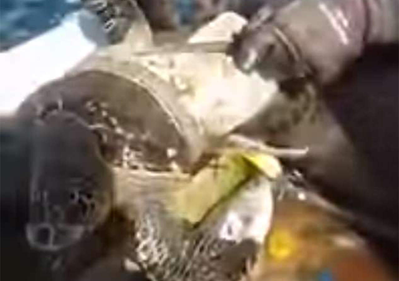 Buzo libera tortuga que tenía años en contenedor de plástico