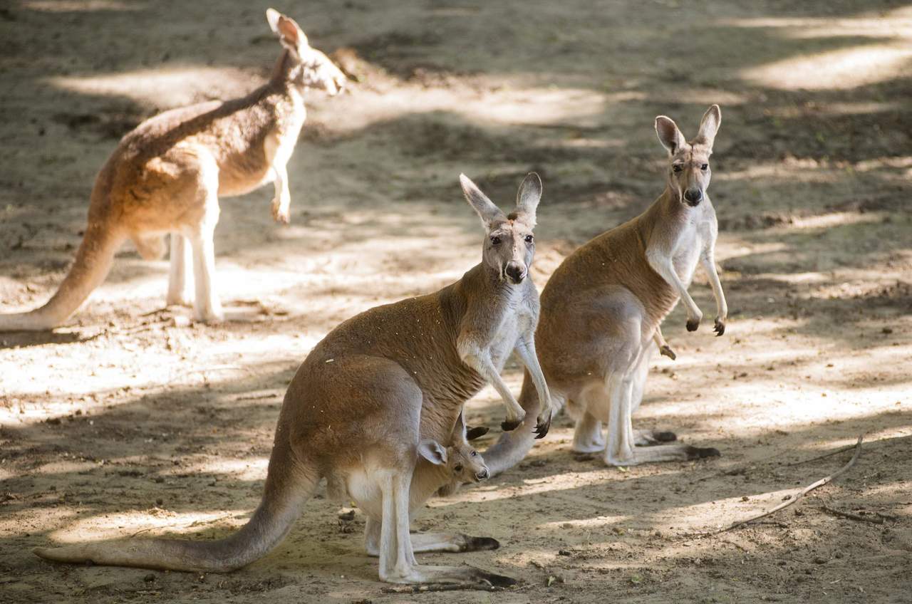 Los visitantes tienen la costumbre de arrojar piedras para hacer saltar a los marsupiales o para despertarlos si están durmiendo. (ARCHIVO)