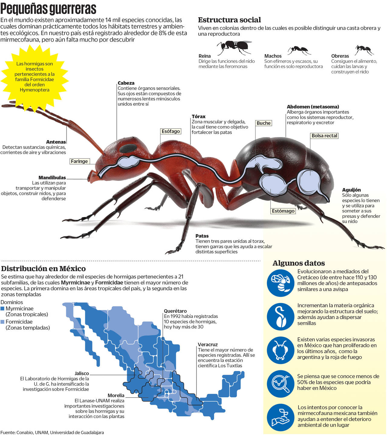 Estos insectos tienen múltiples funciones en los ecosistemas de nuestro país. (EL UNIVERSAL)