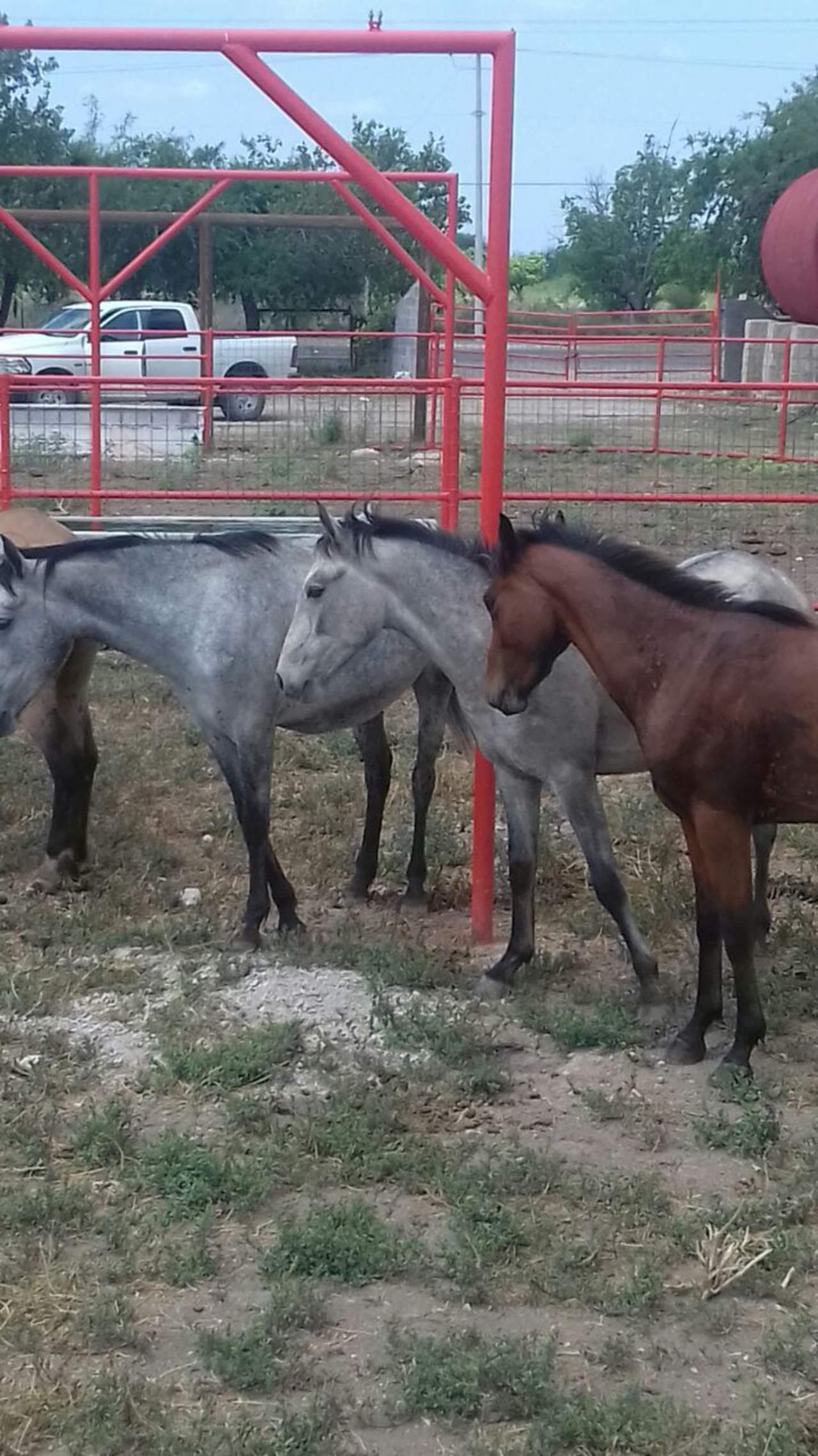 Los caballos fueron trasladados a los corrales de la Asociación Ganadera Local, donde permanecen a disposición del Ministerio Público. (ESPECIAL)