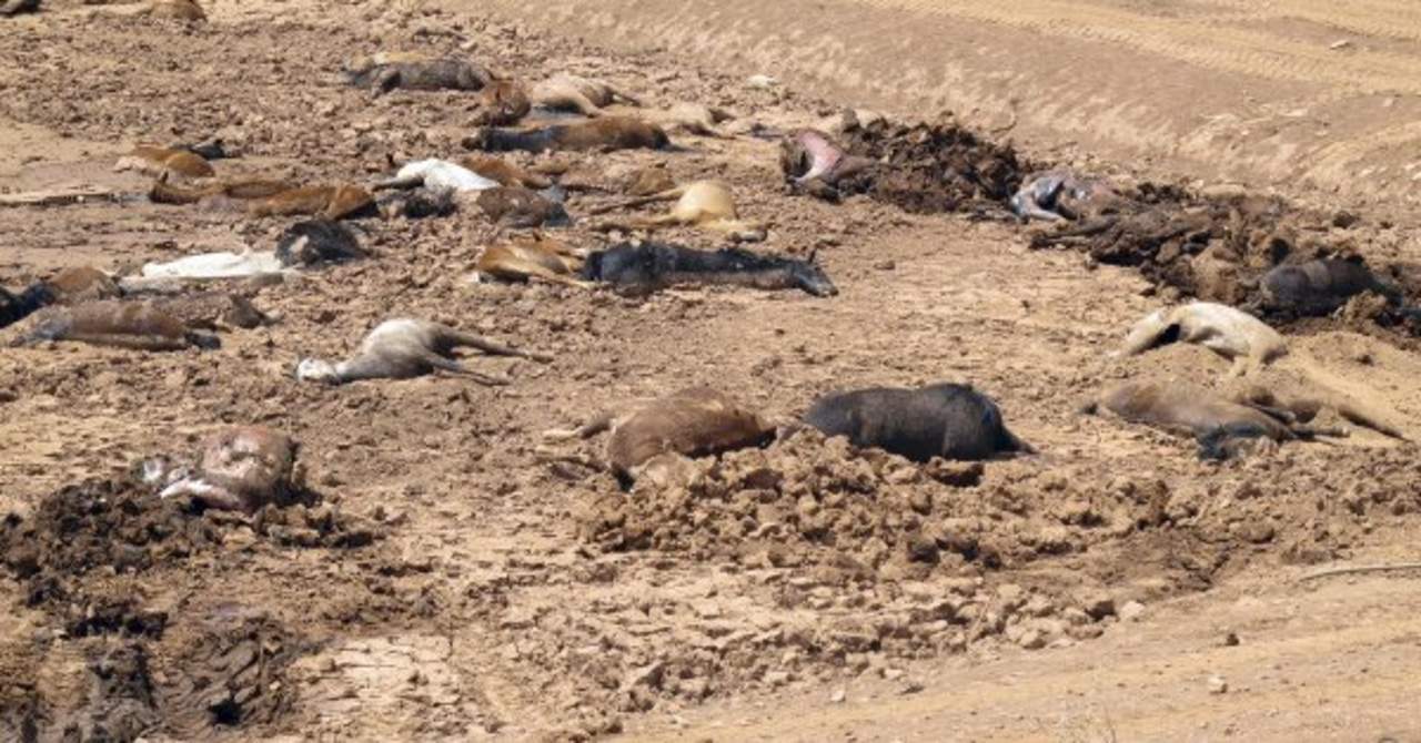 'Estos animales estaban buscando agua para mantenerse con vida. En el proceso, desafortunadamente se metieron en el lodo y no pudieron escapar porque eran muy débiles', explicó el vicepresidente de la Nación Navajo, Jonathan Nez, en un comunicado. (ARCHIVO)