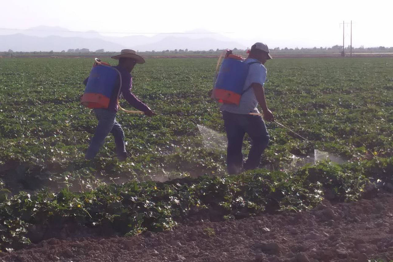 Superficie. En Matamoros siembran 2 mil hectáreas de melón y sandía y casi todo está asegurada. (EL SIGLO DE TORREÓN) 