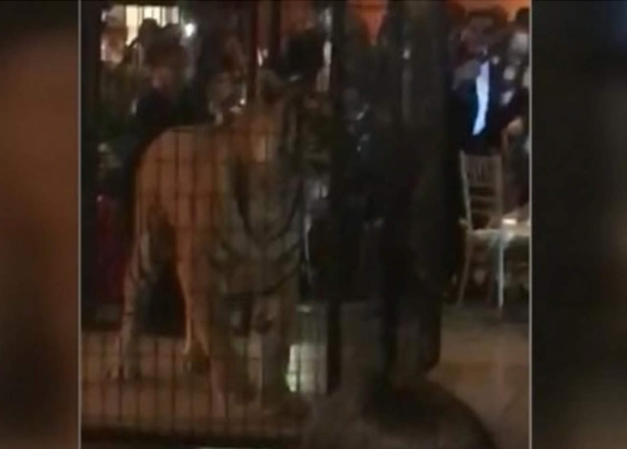 VIDEO: Tigre enjaulado en graduación causa controversia