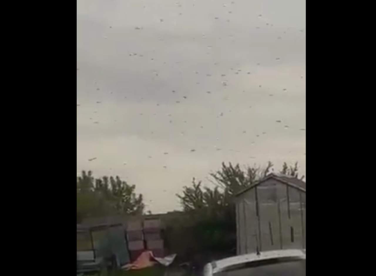 Invasión de mosquitos paraliza a una ciudad