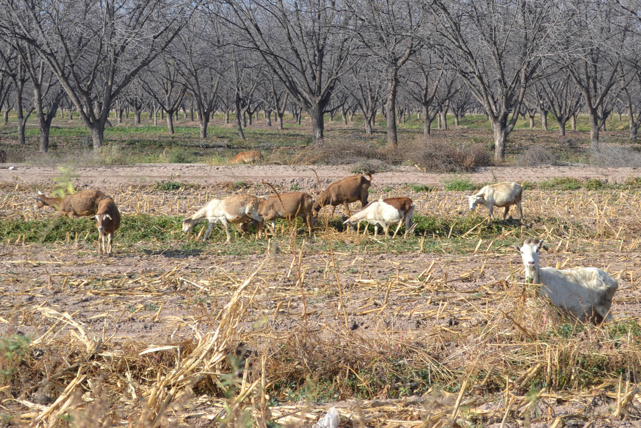 Sequía. Tras largo tiempo sin lluvia, el sector caprino ha resultado afectado con mortandad. (EL SIGLO DE TORREÓN)