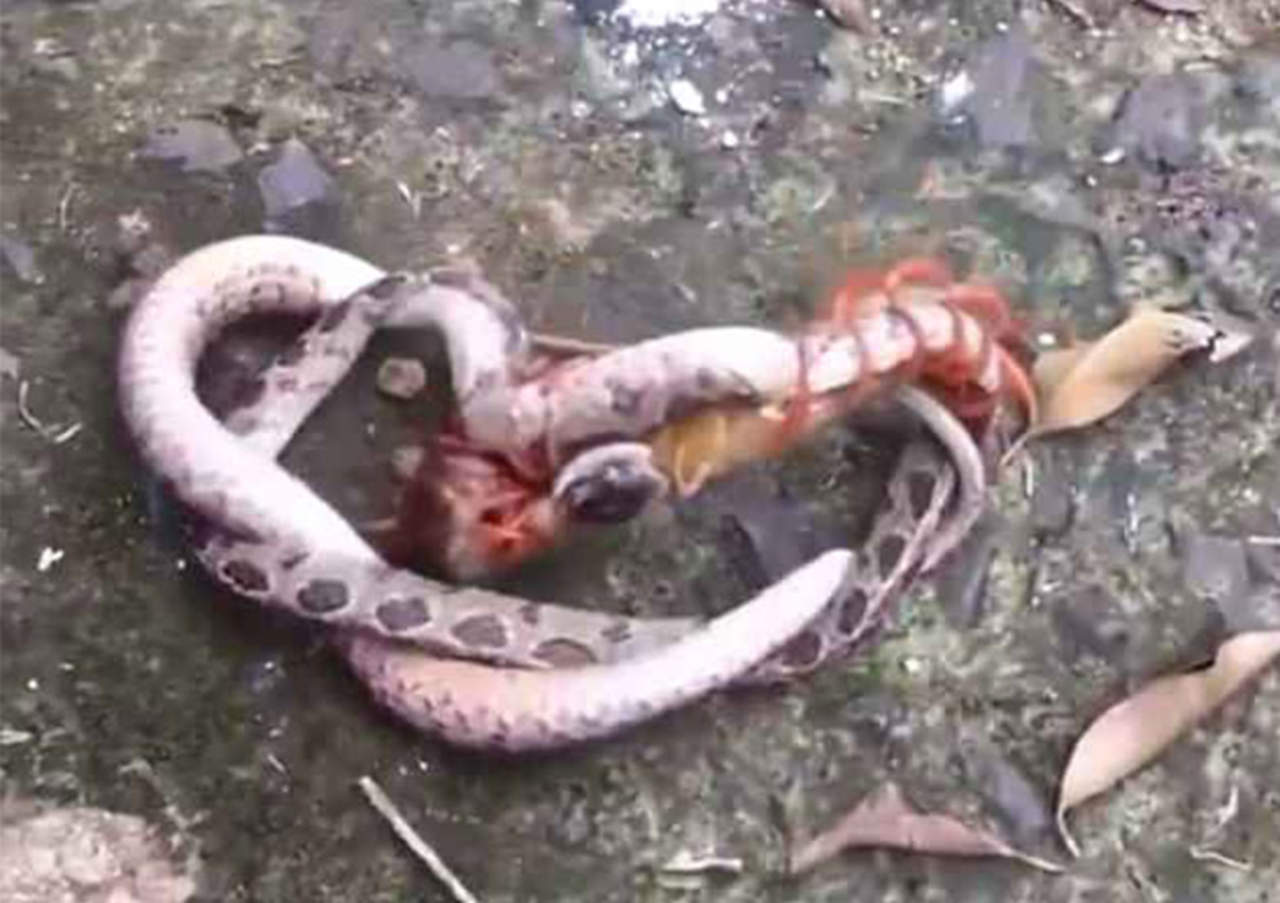 Pelea entre serpiente y ciempiés se hace viral