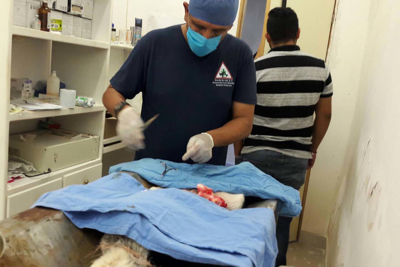 Campaña. Veterinario aplica una esterilización a una mascota en instalaciones de Salud Municipal. (EL SIGLO DE TORREÓN) 