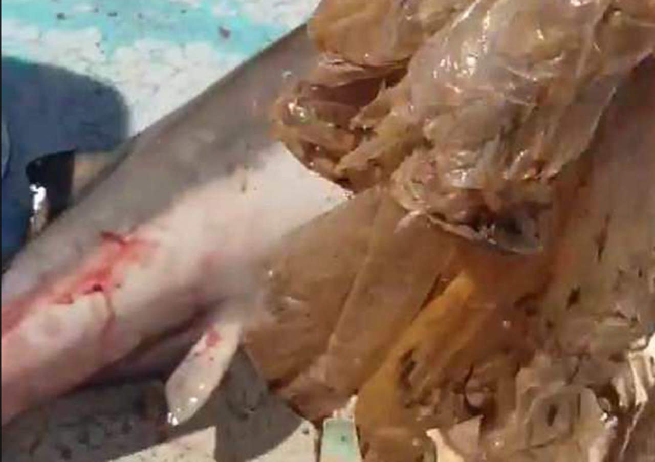VIDEO: Retiran bolsas de plástico de estómago de tiburón bebé