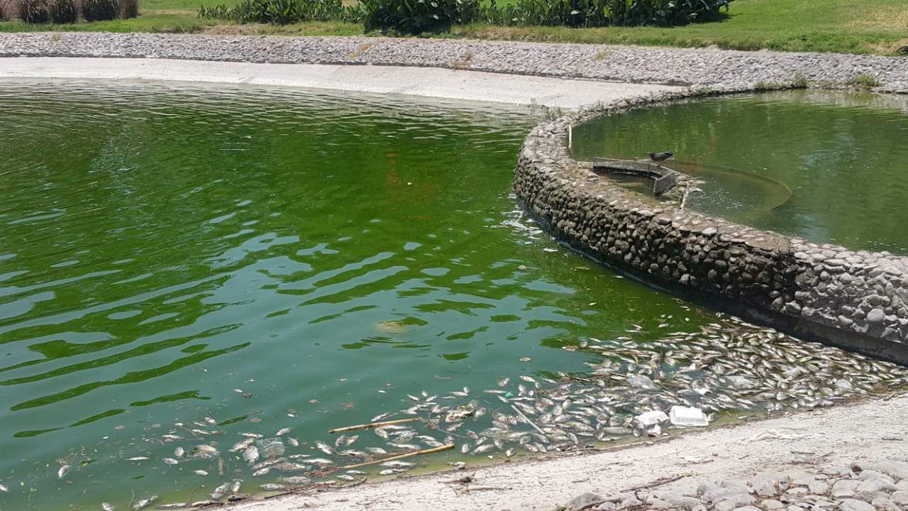 Mueren peces en lago del Parque Fundadores