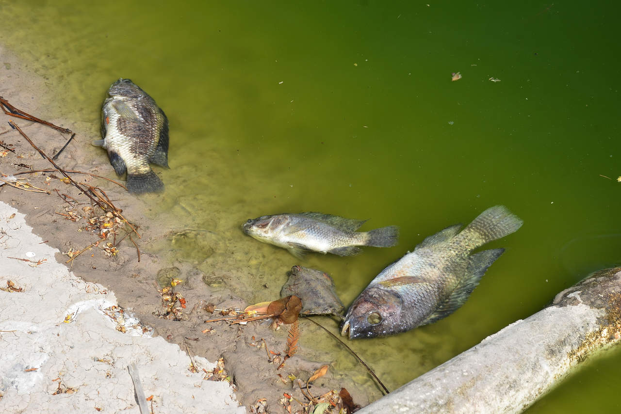 Mueren peces en lago del Parque Fundadores