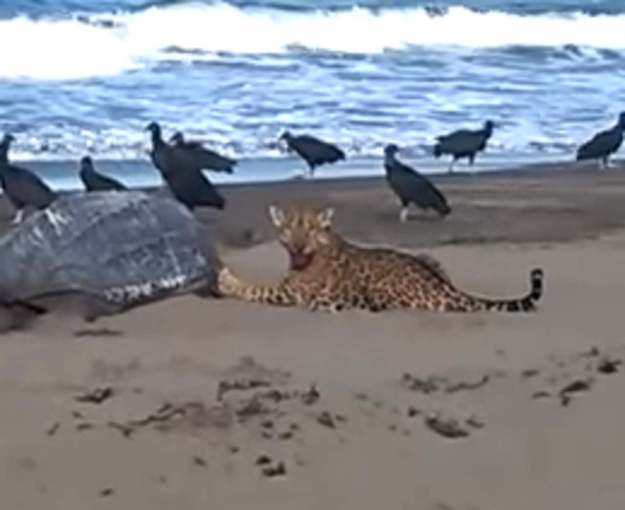 Jaguar devora a tortuga gigante en plena playa