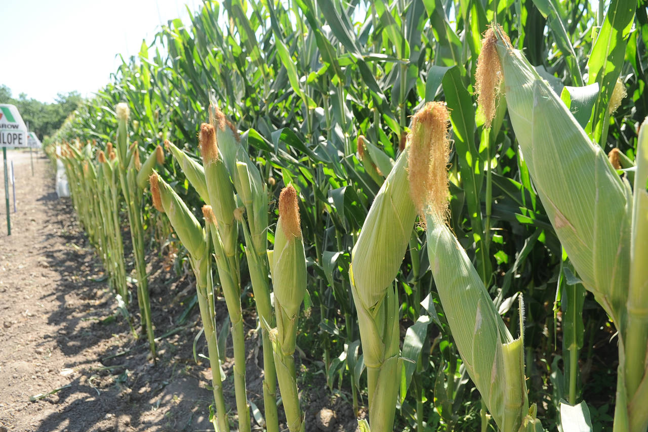 'México debe aprovechar su maíz nativo'