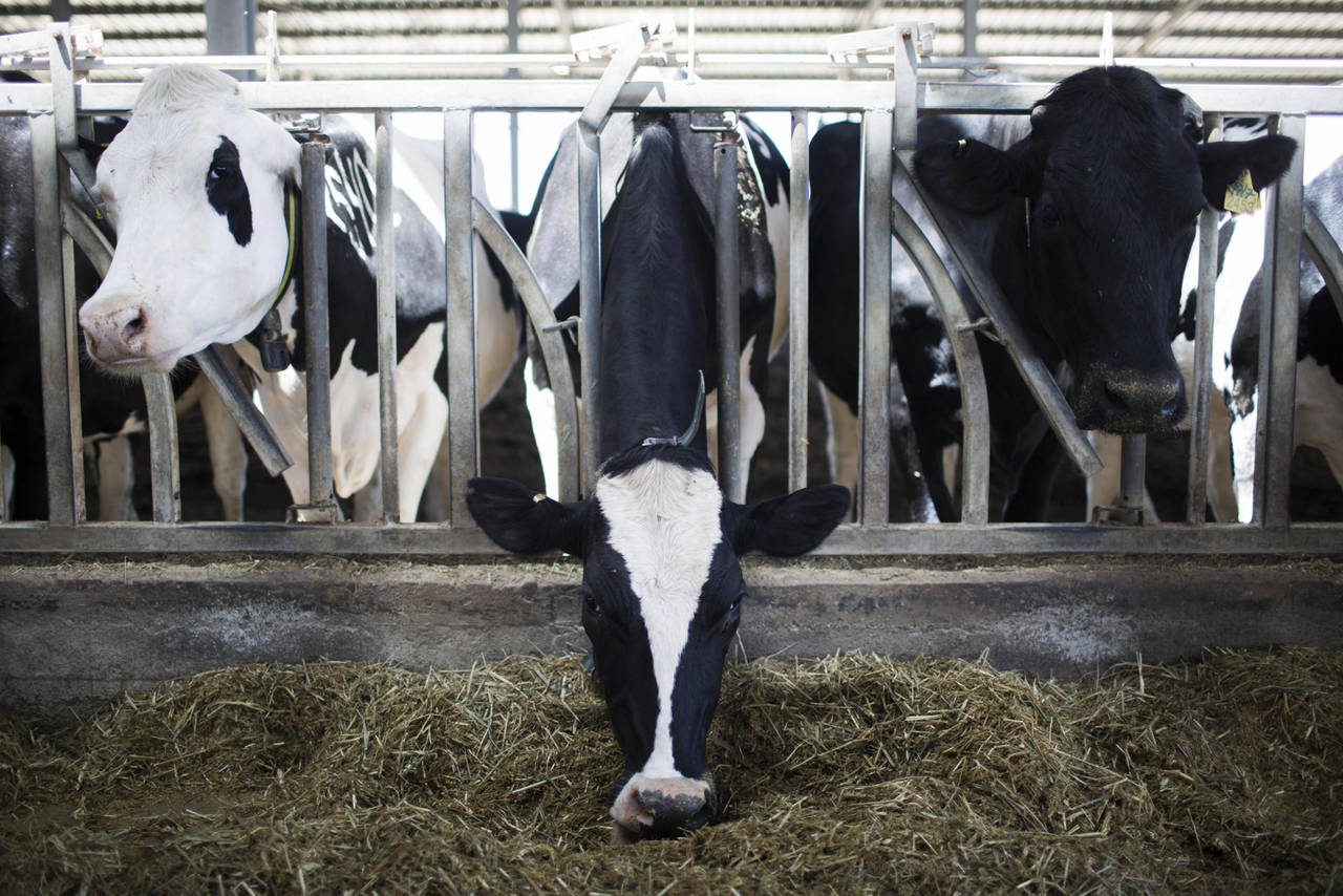 Petición. Productores rurales exigen al Gobierno federal que se haga algo contra la importación de leche en polvo en el país. (EL SIGLO DE TORREÓN)