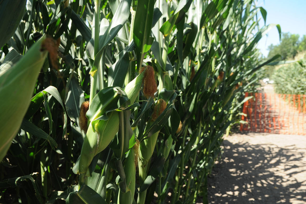 A la baja. El rendimiento del maíz forrajero se reduce debido a afectaciones que produce el calor intenso en los cultivos. (EL SIGLO DE TORREÓN) 