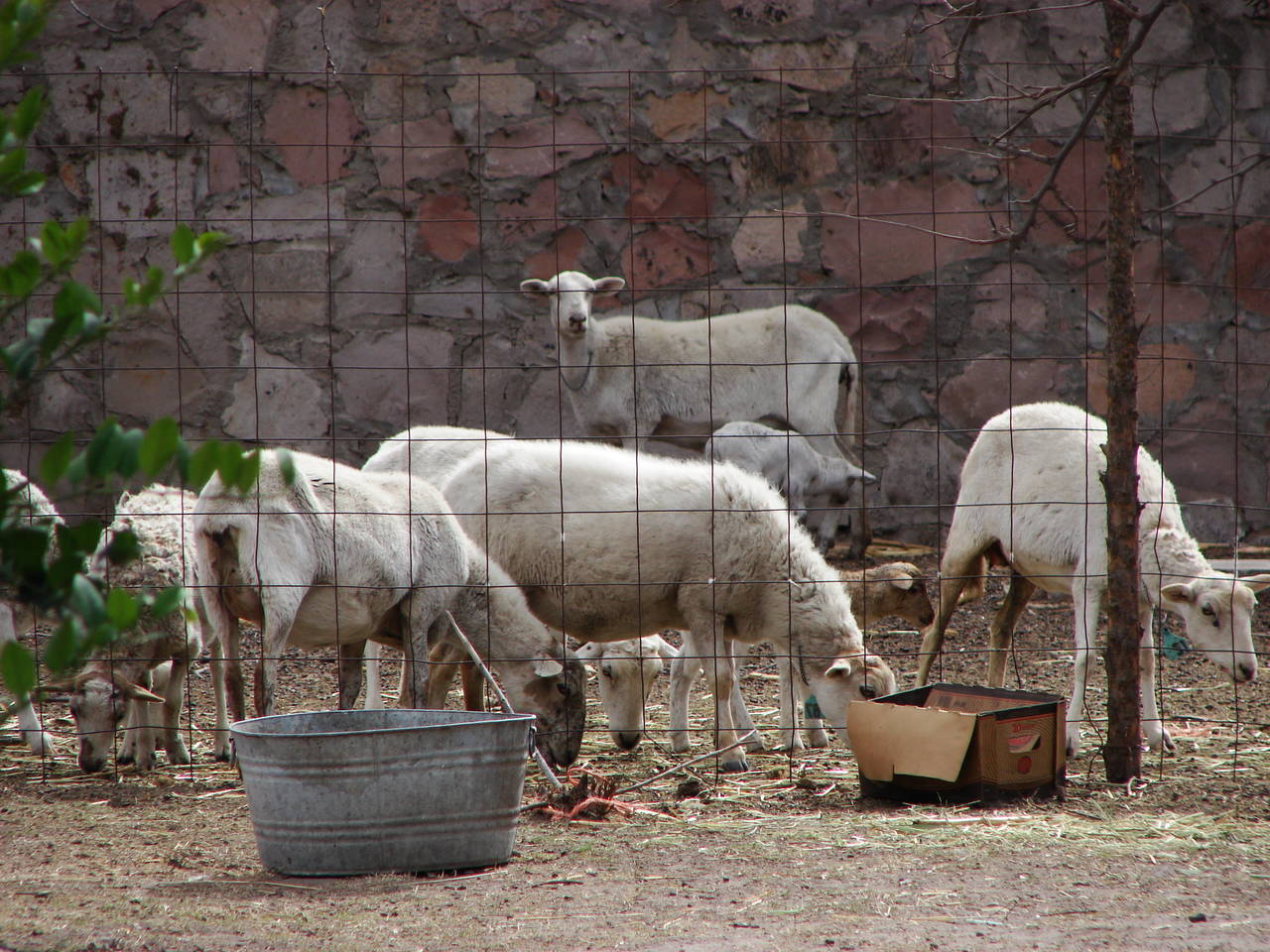 Queja. El productor Vicente Victorio Robles, lamentó que el ganado ovino haya sido excluido del programa de suplemento alimenticio y que sólo se haya incluido a los bovinos. (EL SIGLO DE TORREÓN)