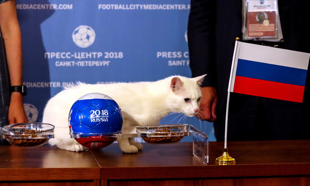 El gato Aquiles, uno de los cazaratones del Museo Hermitage de Moscú, pronostica el resultado del partido inaugural de la Copa del Mundo. (AP)
