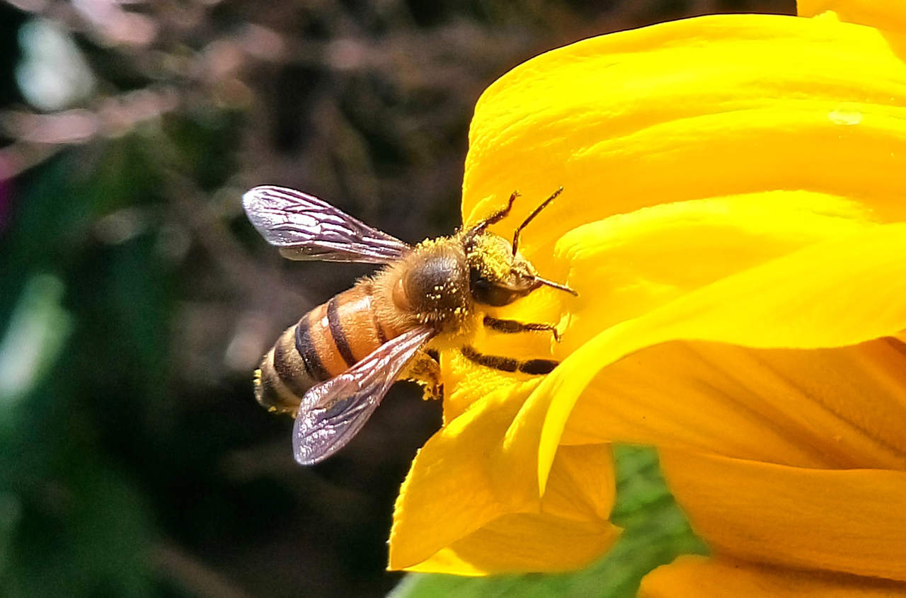 Investigadores revelaron que las abejas distinguen las flores por patrones de olor. (ARCHIVO)