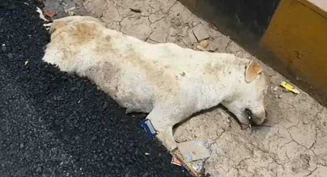 Trabajadores cubren a un perro con alquitrán al reparar una calle