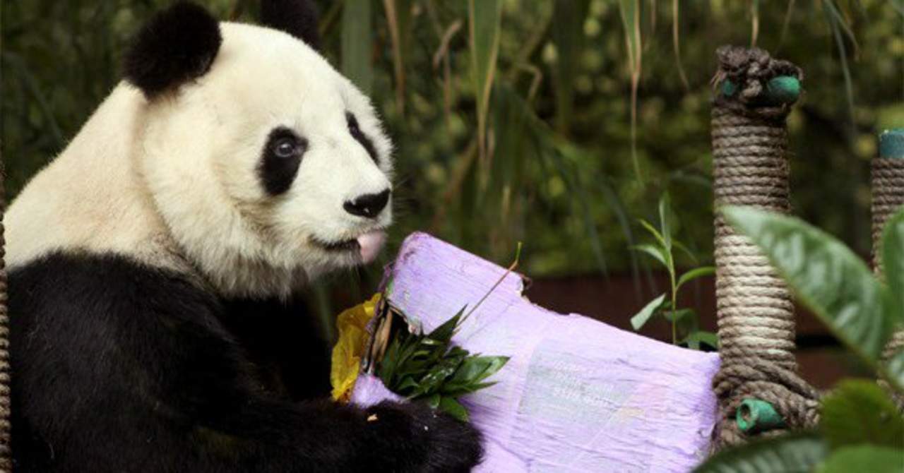 Shuan Shuan nació el 15 de junio de 1987 y es la sexta de las siete crías de Ying Ying y Pe Pe, que China le regaló a México en 1975 y que se consideran como la pareja de osos panda más prolífica fuera de ese país, señaló la Secretaría de Medio Ambiente local. (ARCHIVO)