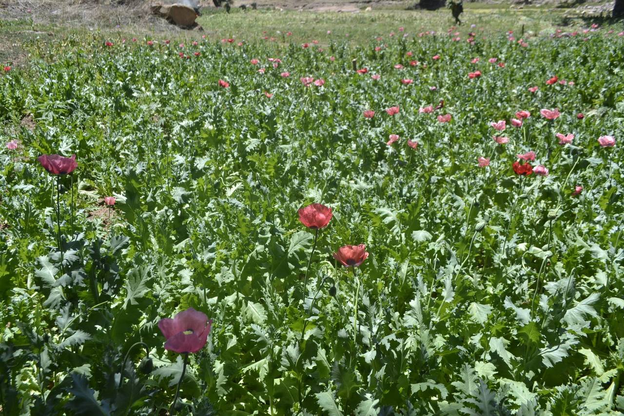 Extensión. El cultivo de amapola y marihuana se ha desplazado a la sierra de Durango.