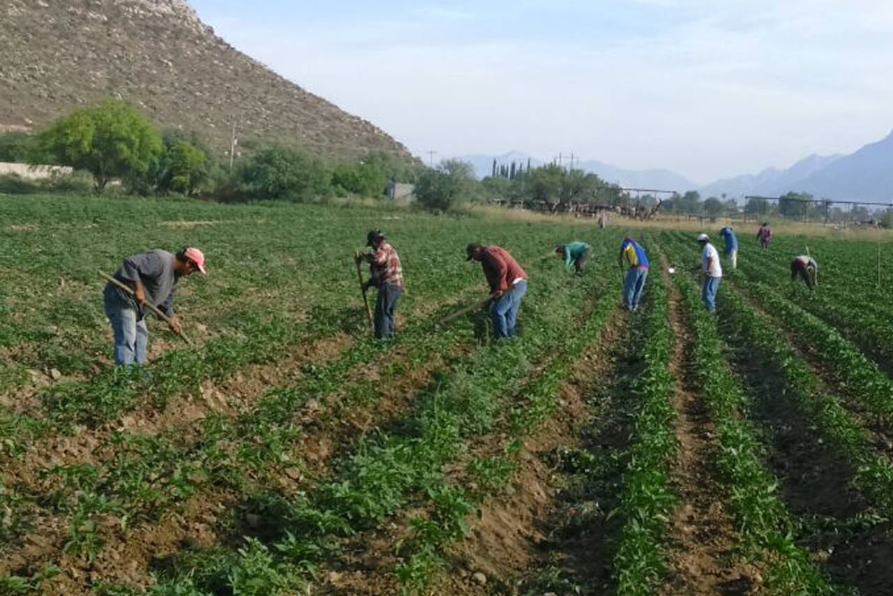 Cosecha. Inicia la cosecha del chile jalapeño en la región Lagunera de Durango y esperan buenos rendimientos al final de la misma. (EL SIGLO DE TORREÓN)