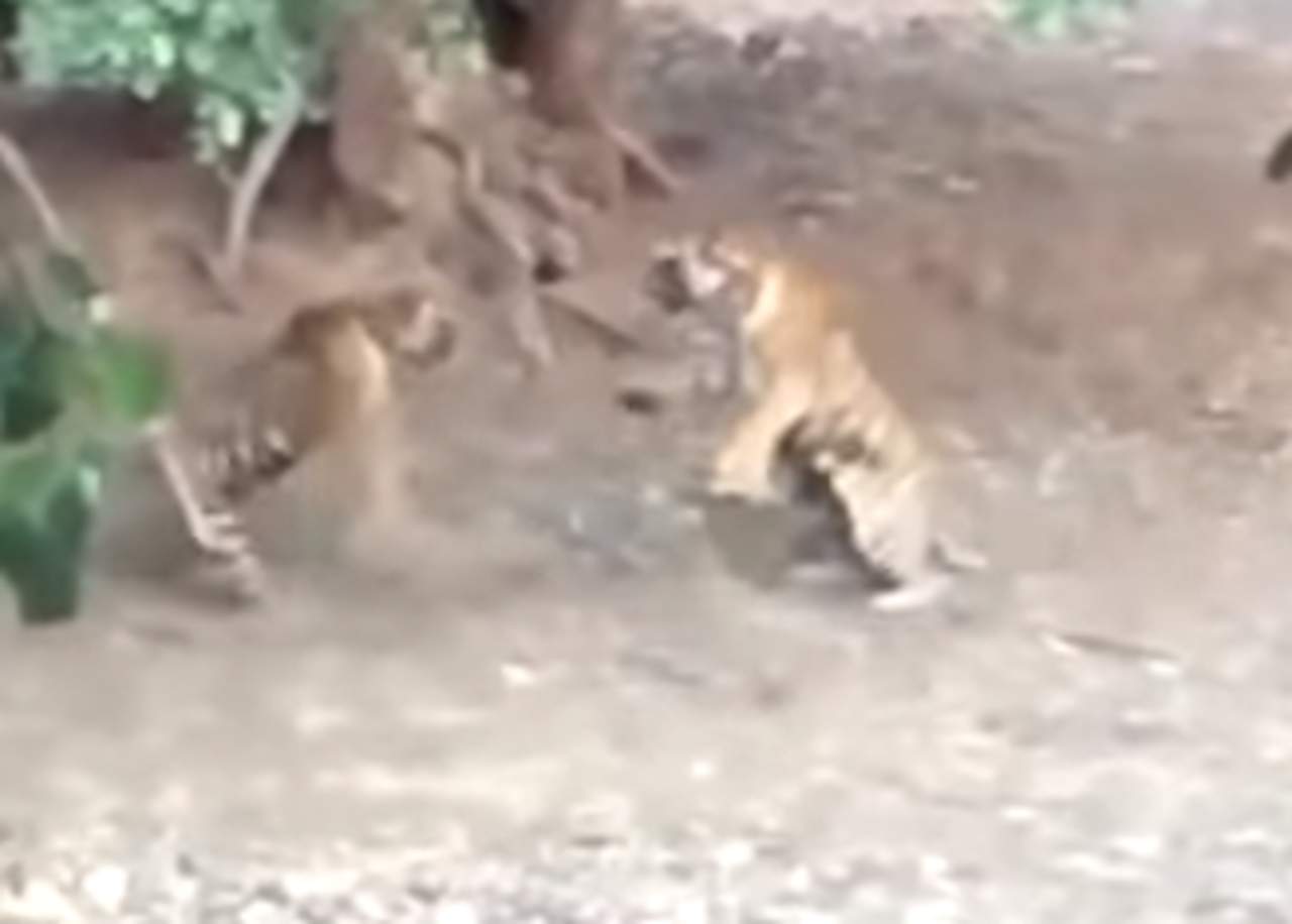 VIDEO: Dos tigres pelean ferozmente por la misma presa