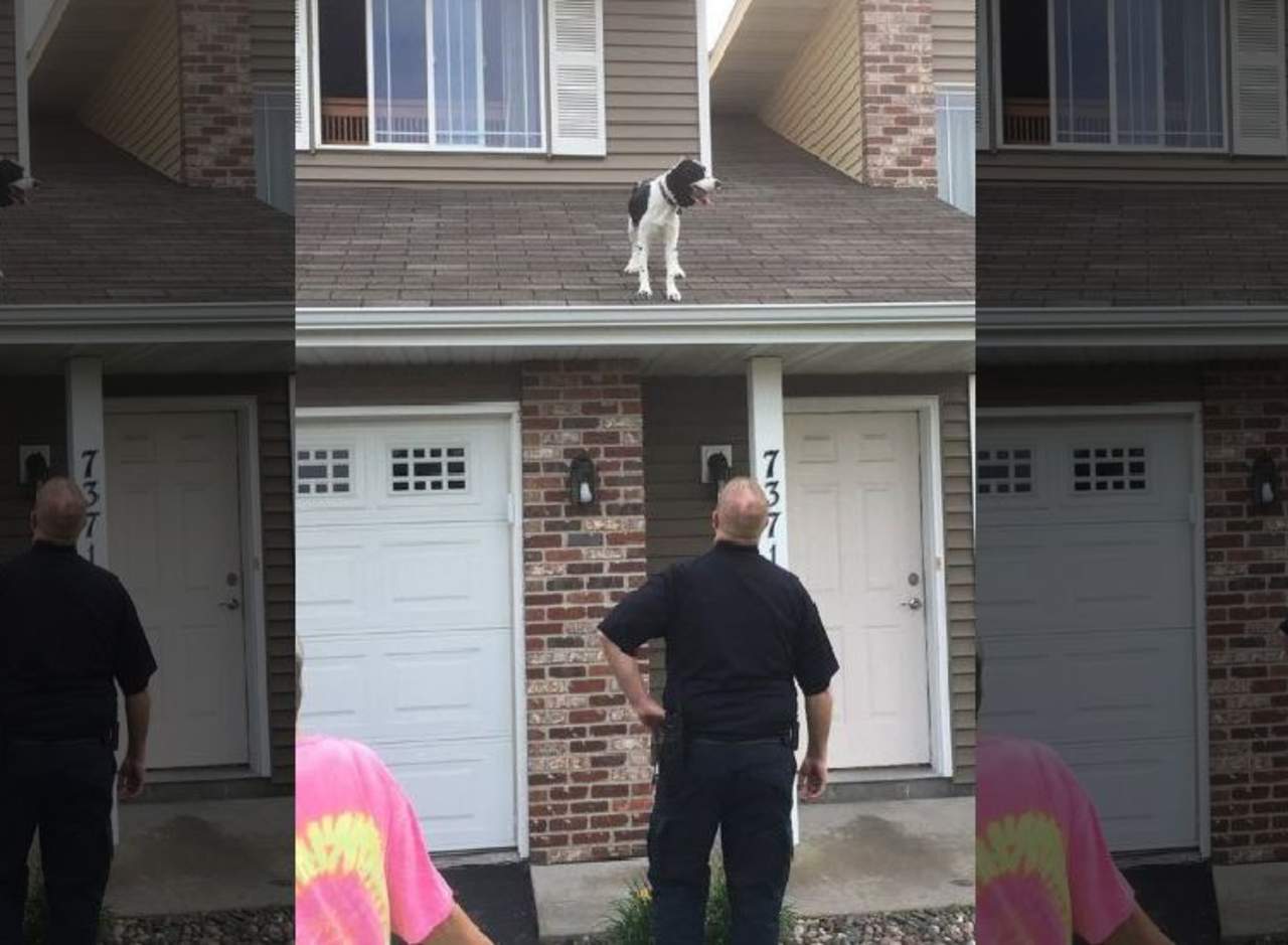 El perro salió por una ventana. (INTERNET)