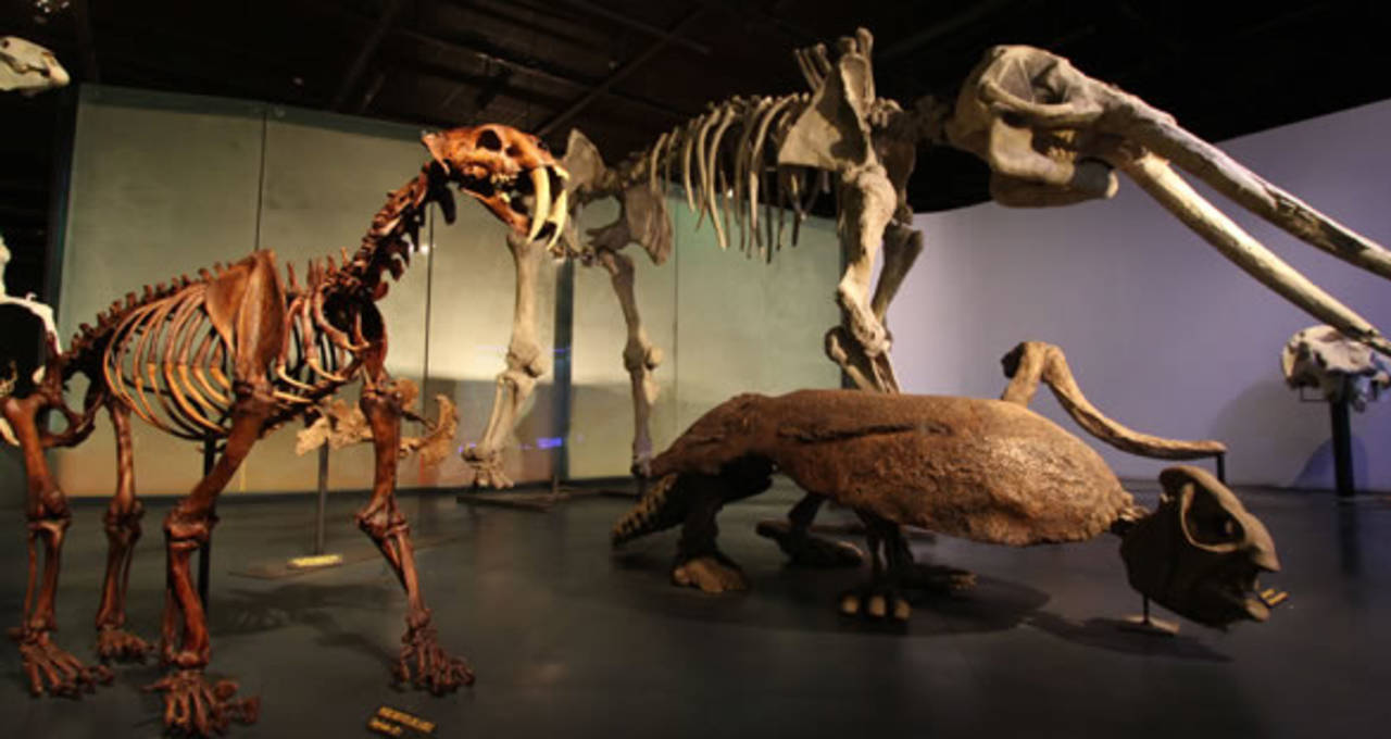 Todos. Coahuila exhibirá la riqueza paleontológica con réplicas de especies.