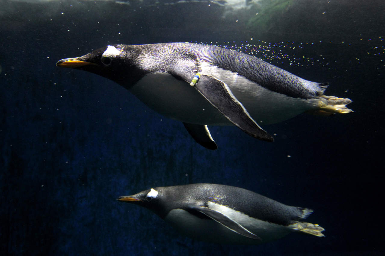 Académicos de la Universidad de Oxford contribuyen al estudio de la reproducción de los pingüinos, esto con el propósito de contribuir a la conservación de la especie. (ARCHIVO)