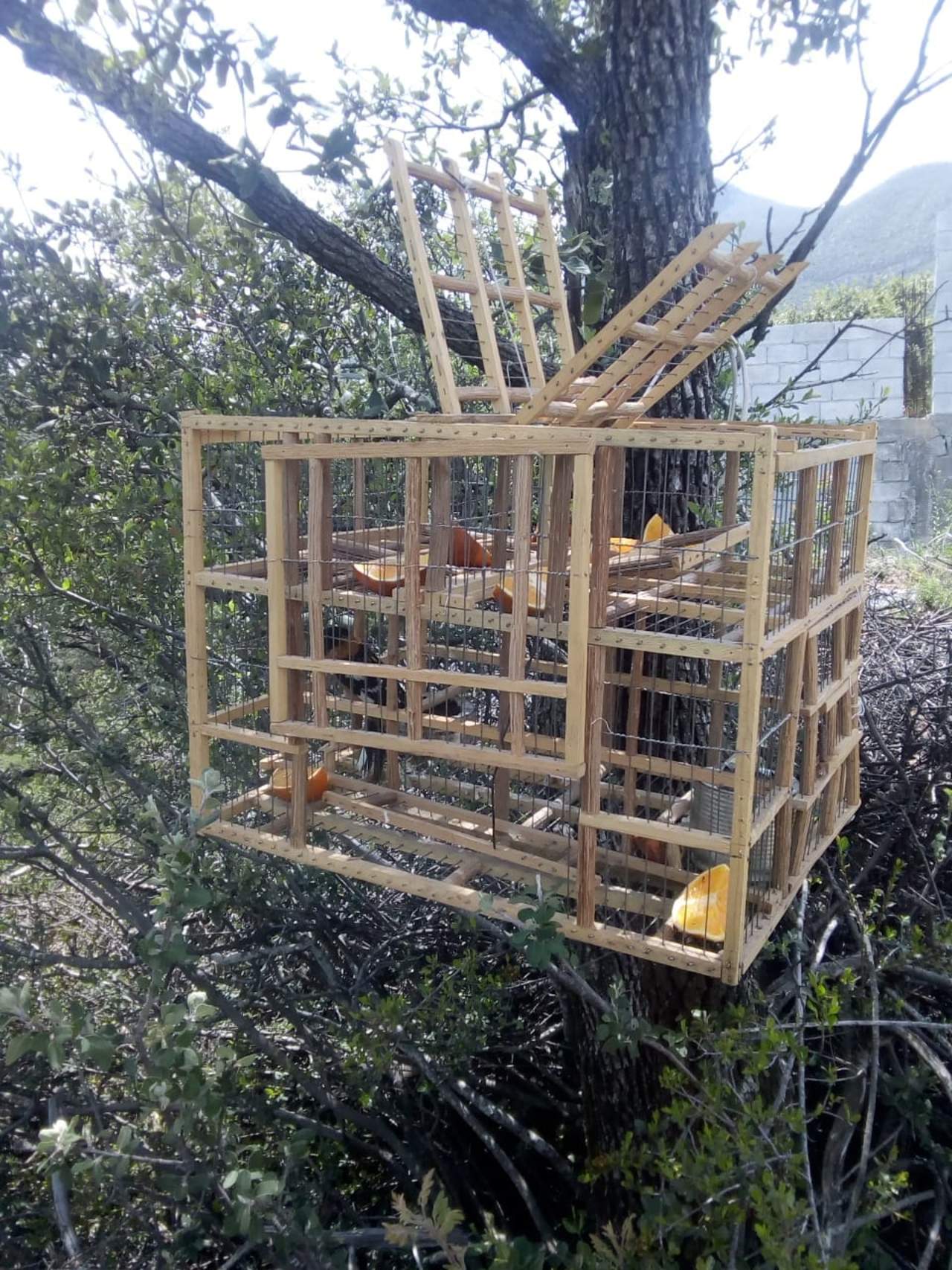 Liberan a ave capturada de forma ilegal en Saltillo