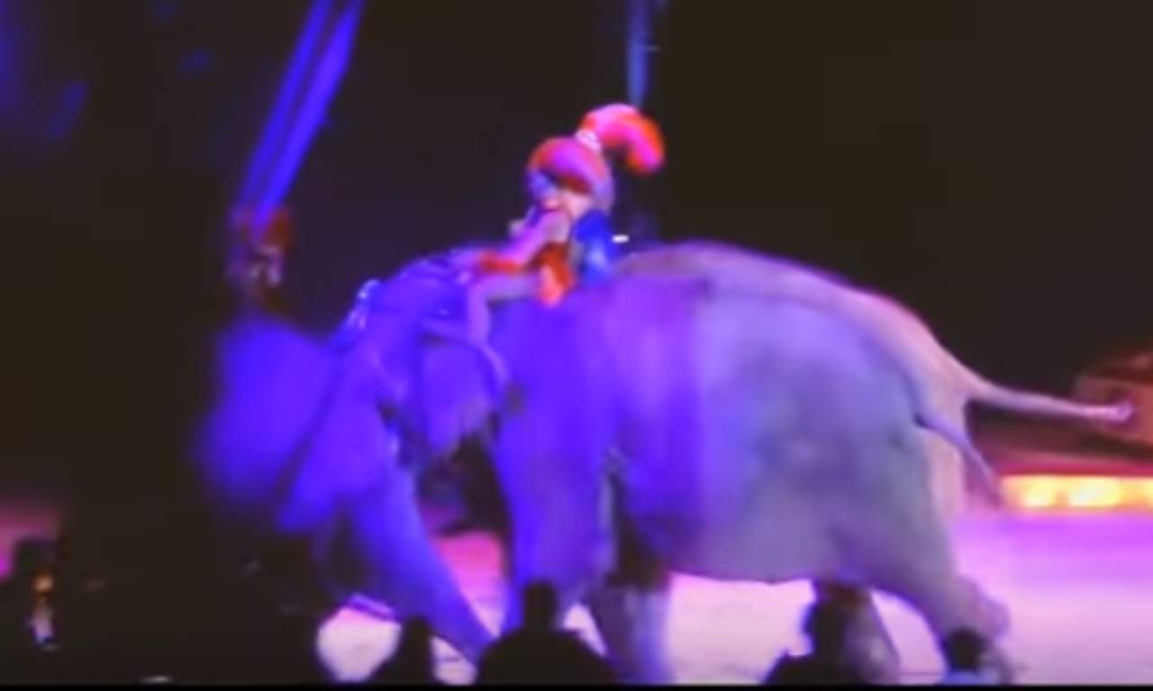 Elefante tropieza y aplasta al público de un circo