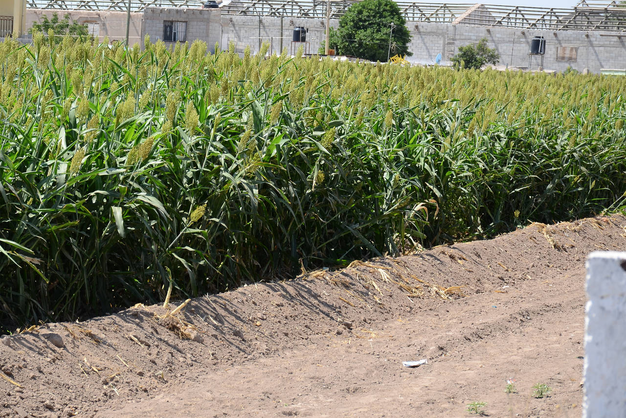 Ayuda. Productores de sorgo y maíz, acudieron a la CNC Gómez Palacio para pedir apoyo al dirigente campesino.