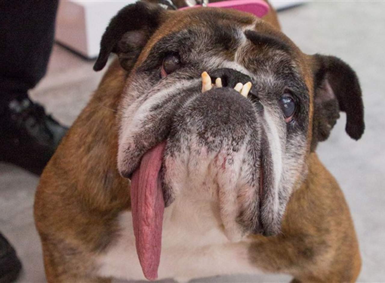 Zsa Zsa, el bulldog inglés, murió mientras dormía. (INTERNET)