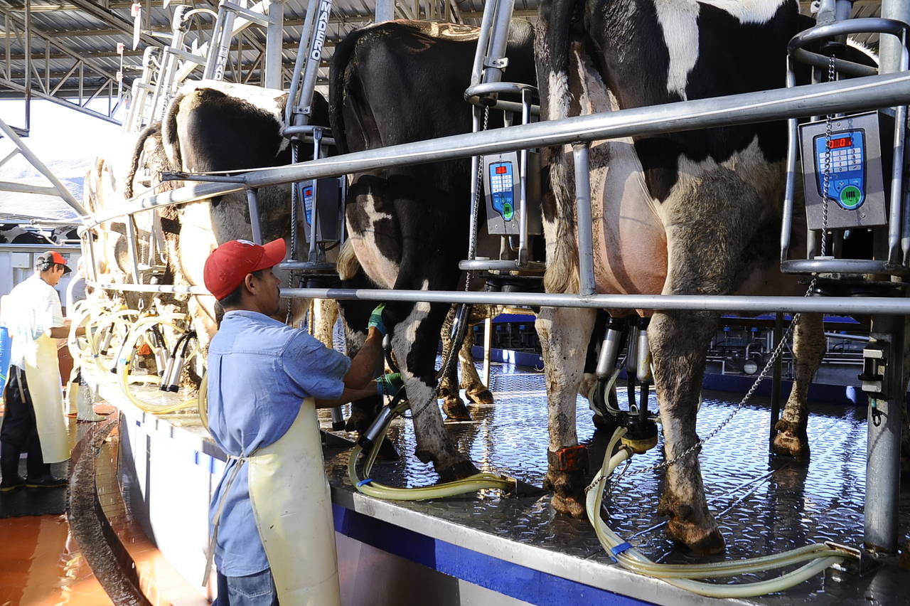 Leche. La industria lechera es una de las más importantes en la Comarca Lagunera. (ARCHIVO)