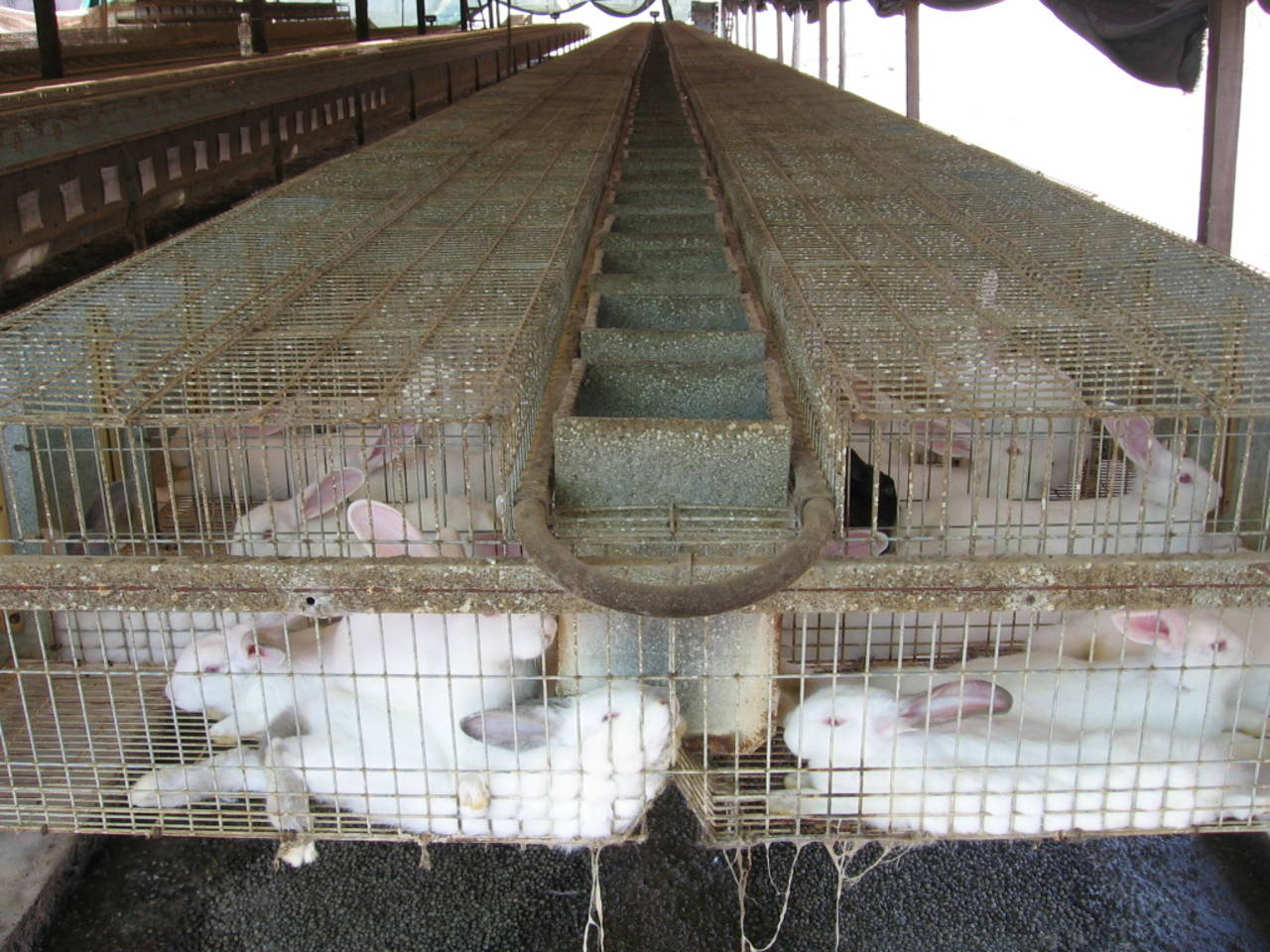 Mayor capacitación. Productores de conejo señalan que necesitan financiamiento y capacitacón. (ARCHIVO)